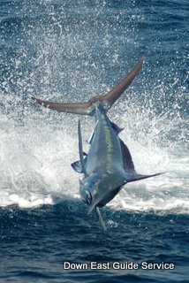 sailfish and marlin in Costa Rica